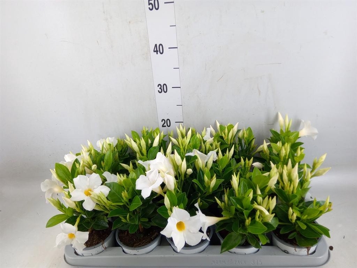 <h4>Mandevilla sand. 'Rio White'</h4>