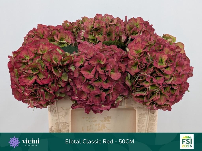 <h4>HYDR M ELBTAL CL</h4>