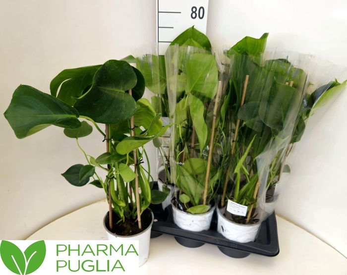 <h4>MONSTERA DELICIOSA</h4>