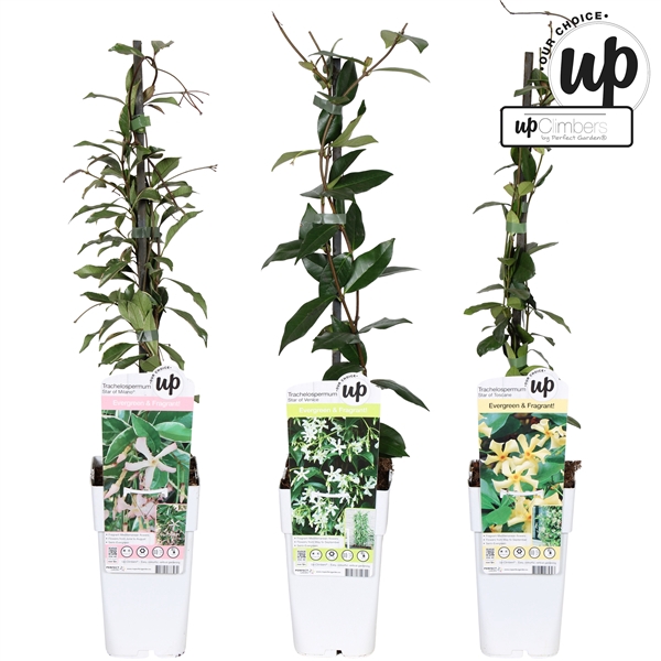 <h4>Trachelospermum Our Choice mix tray P15</h4>