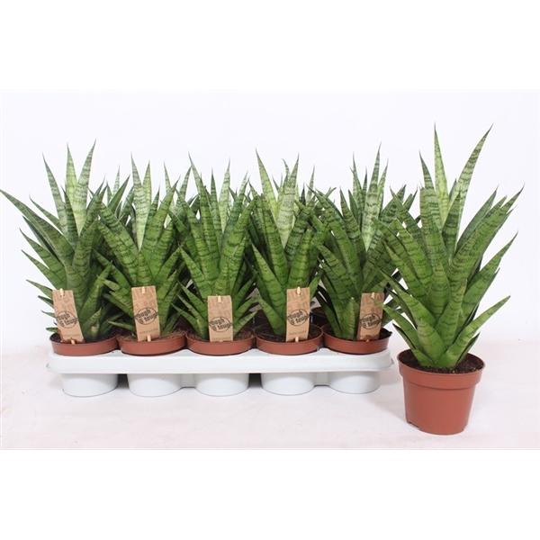 <h4>Sansevieria cylindrica overig</h4>