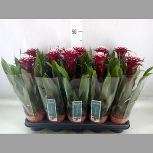 Guzmania  'Francesca'