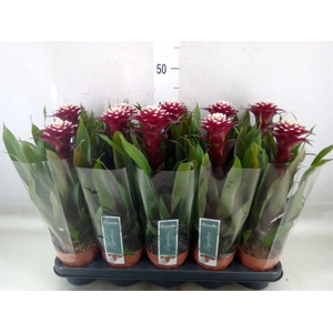Guzmania  'Francesca'