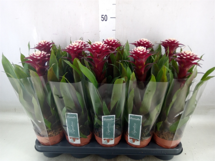 <h4>Guzmania  'Francesca'</h4>