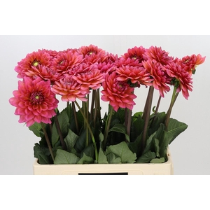 Dahlia Salmon Runner
