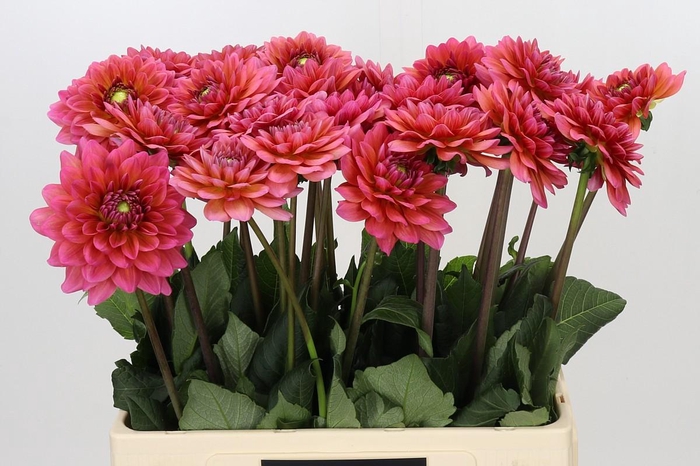 <h4>Dahlia Salmon Runner</h4>