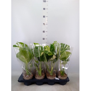 Monstera delic. 'Thai Constellatio'