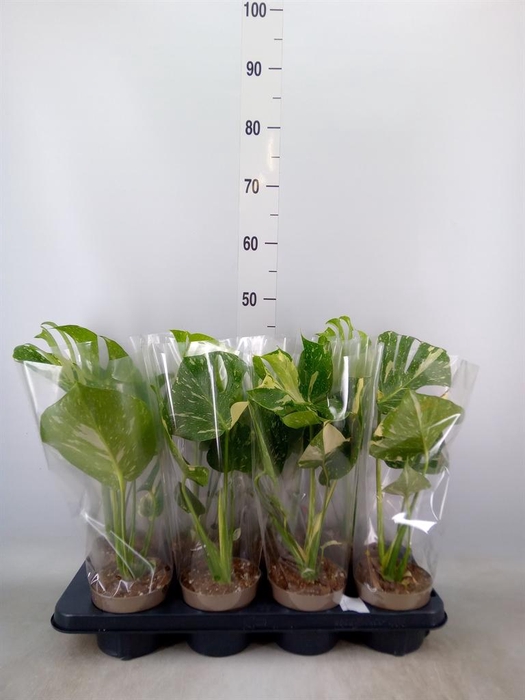 <h4>Monstera delic. 'Thai Constellatio'</h4>
