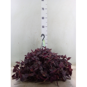 Tradescantia   ...