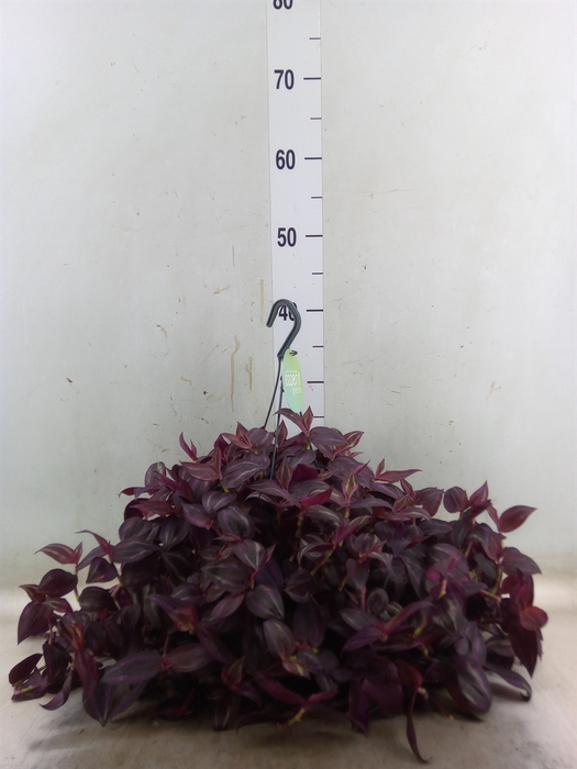 <h4>Tradescantia   ...</h4>