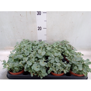 Sedum sieboldii