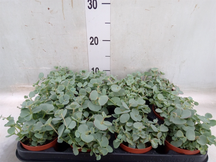 <h4>Sedum sieboldii</h4>