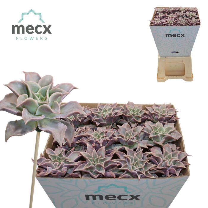 <h4>Echeveria Madiba (mecx Flowers) Mecx-emmer 8cm</h4>