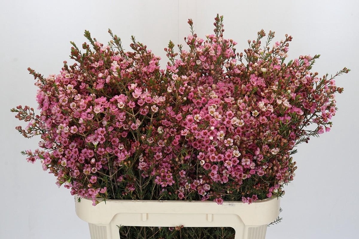 Chamelaucium Sarah's Delight