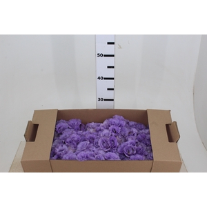 LISIANTHUS FLOR LILAS