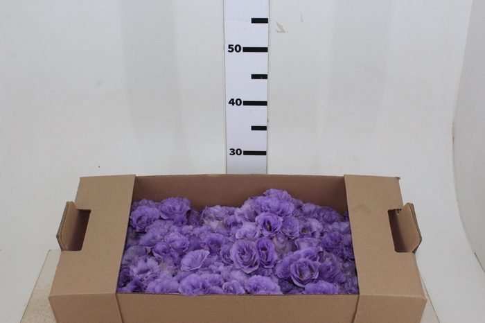 LISIANTHUS FLOR LILAS