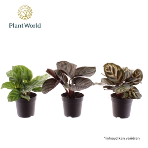 Calathea mix 7 cm