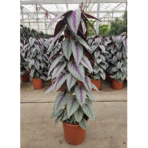 Cissus discolor Floramagic Violet V