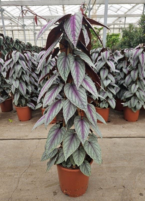 Cissus discolor Floramagic Violet V