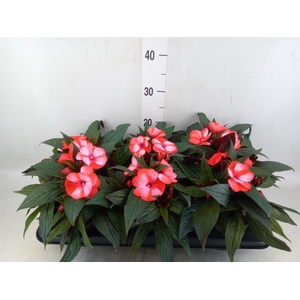 Impatiens NG 'Tamarinda Red Bicol'