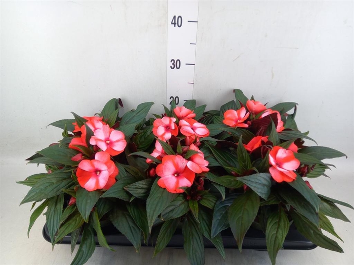 <h4>Impatiens NG 'Tamarinda Red Bicol'</h4>