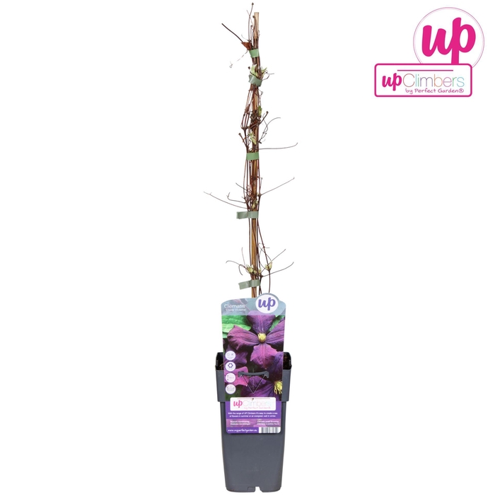 <h4>Clematis Etoile Violet</h4>