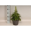 vaste planten 19 cm  Delphinium Delgenius ™ Neva
