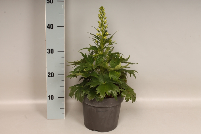 vaste planten 19 cm  Delphinium Delgenius ™ Neva
