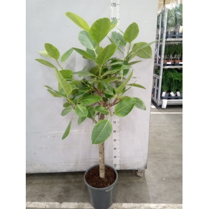 Ficus benghalensis 'Audrey'