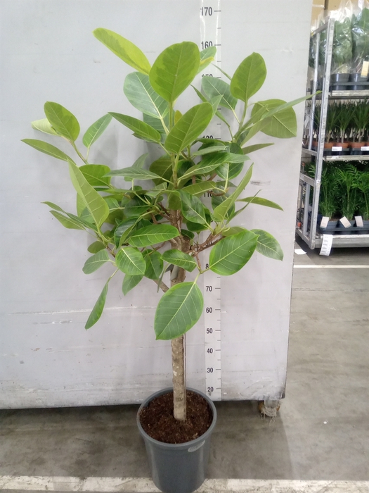 <h4>Ficus benghalensis 'Audrey'</h4>