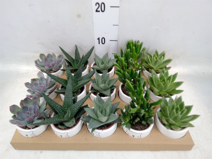 <h4>Succulents   ...mix 3</h4>