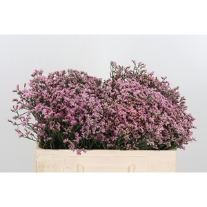 Lim Sin Tiffany Diam