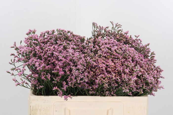 <h4>Lim Sin Tiffany Diam</h4>