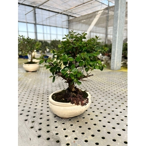 Cotoneaster horizontalis, 14cm.