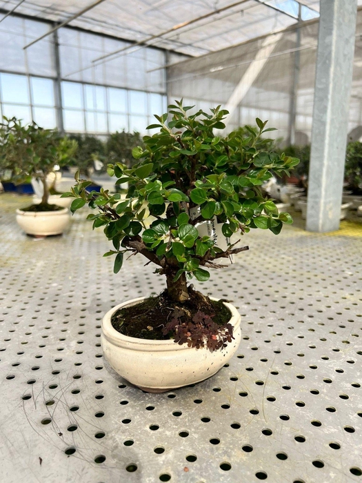 <h4>Cotoneaster horizontalis, 14cm.</h4>