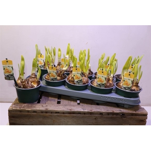 arr8 Narc D Peach Swirl