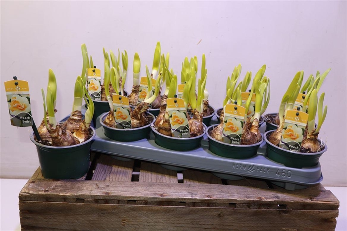 <h4>arr8 Narc D Peach Swirl</h4>