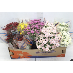 CRISANTEMO BOLA BELGA JASODA P11 VARIADO