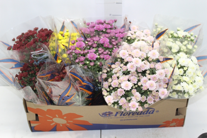 CRISANTEMO BOLA BELGA JASODA P11 VARIADO