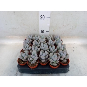 Pachyphytum oviferum