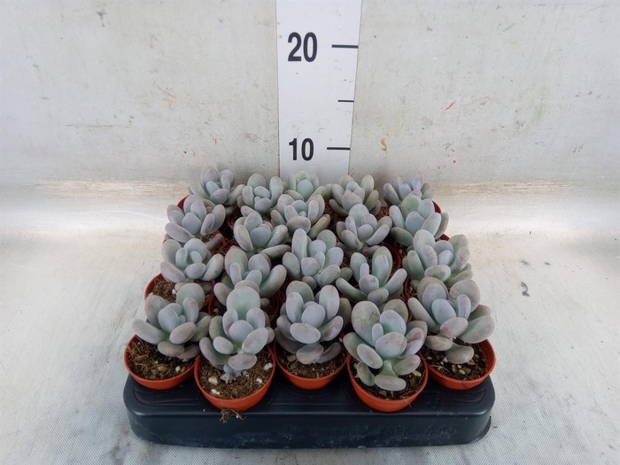 <h4>Pachyphytum oviferum</h4>