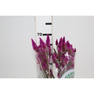 CELOSIA RABO DE GATO 060 CM PINK