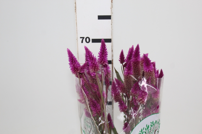 <h4>CELOSIA RABO DE GATO 060 CM PINK</h4>