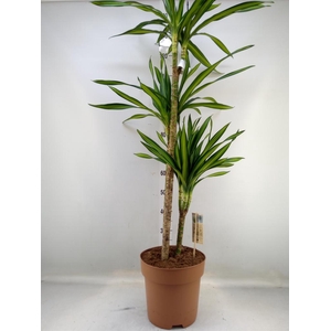 Dracaena frag. 'Riki'