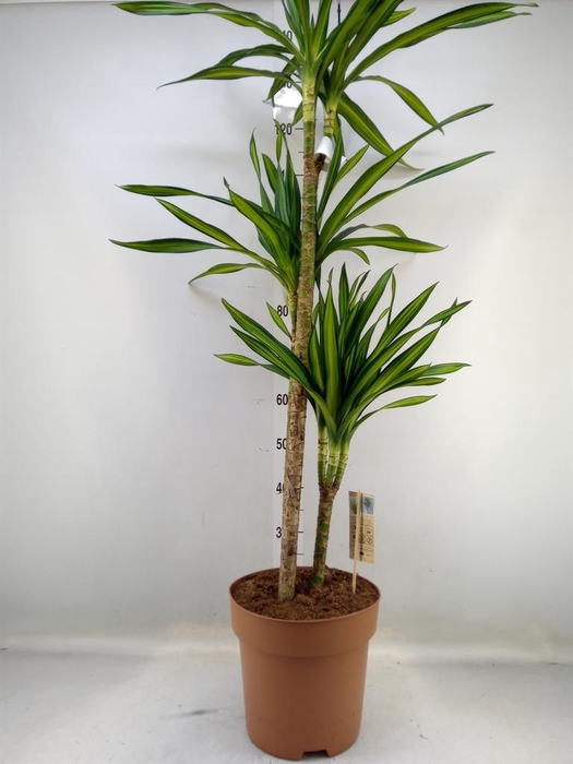 <h4>Dracaena frag. 'Riki'</h4>
