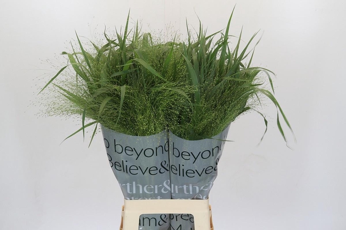 <h4>PANIC VI FONTAINE</h4>