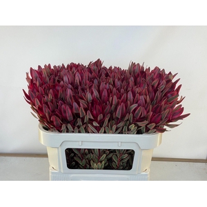Leucad Jester 70 Cm