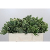 Pittosporum Ilan