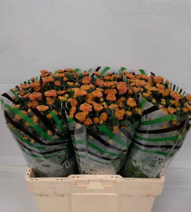 <h4>CHR S ELLISON SALMON</h4>