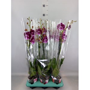 Phalaenopsis   ...